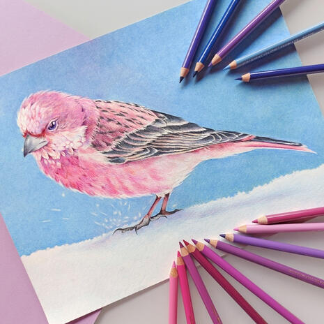 Rose Finch - Personal artwork