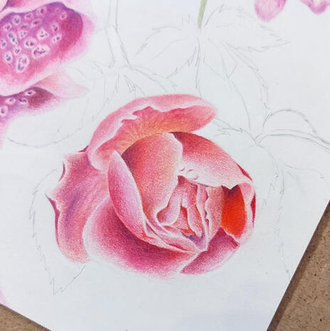 Work in progress - Rose